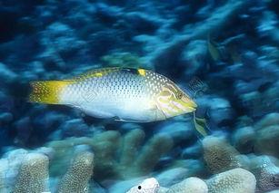海洋鱼类视频爆料,揭秘海洋鱼类神秘生活